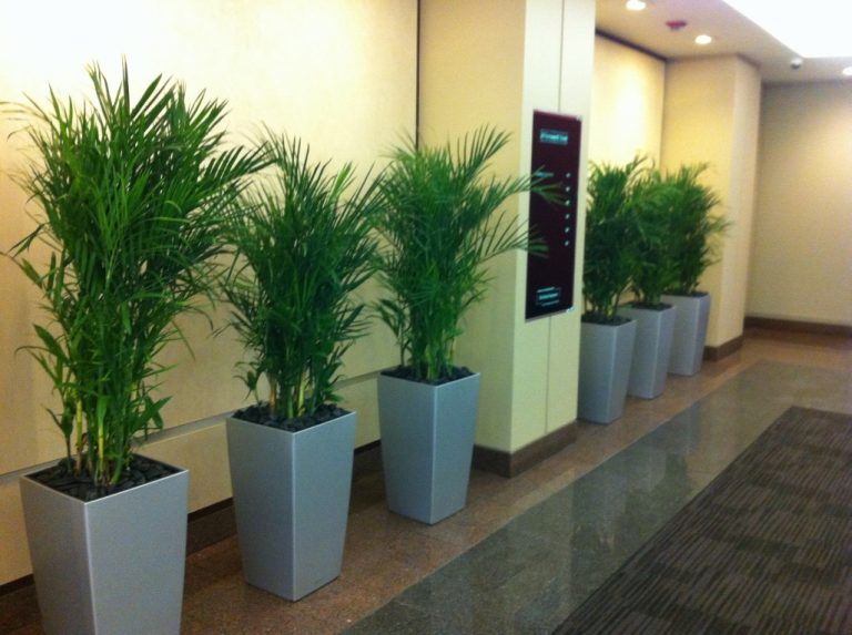 Interior Office Plant Service for Over 46 Years in Boston
